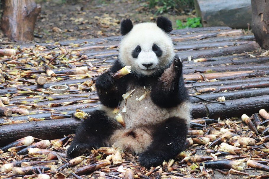 We got to the panda base early in the morning because they sleep most of the day. We left by 10am but honestly I could've stayed just to watch them sleep, they were so cute