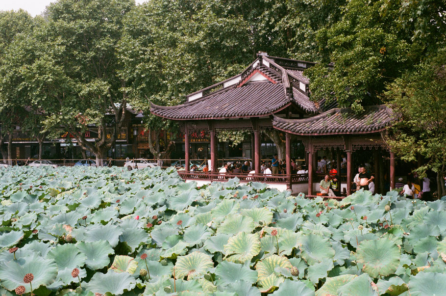 Those leafy plants are rising out the water of West Lake. It's huge, I didn't have enough energy to explore all of it