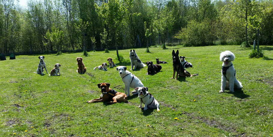 Hunde auf Wiese Rudel Boxer Schäferhund Beagle Mischlinge Bulldogge auf der Wiese