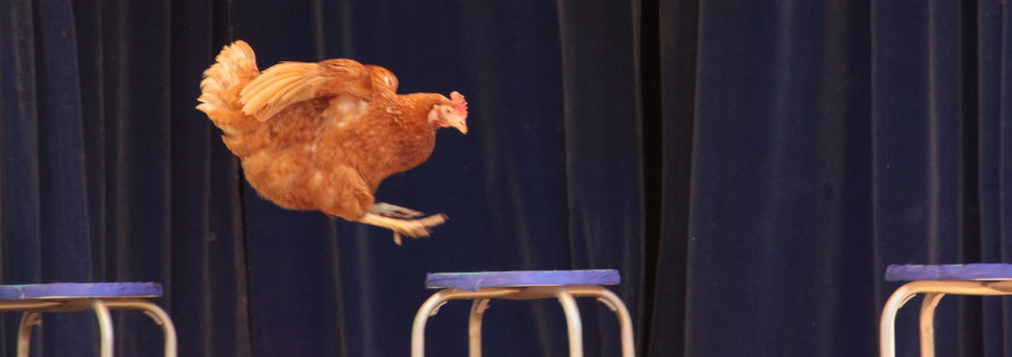 Haustiershow für Kindergeburtstage