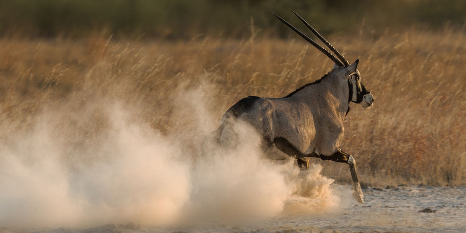 Der Boden ist staubtrocken. Oryx auf der Flucht.