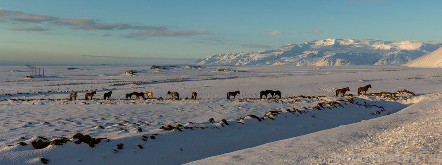 Höfn,Islandpferd,Panorama,Island,Winter,Februar,Schnee.