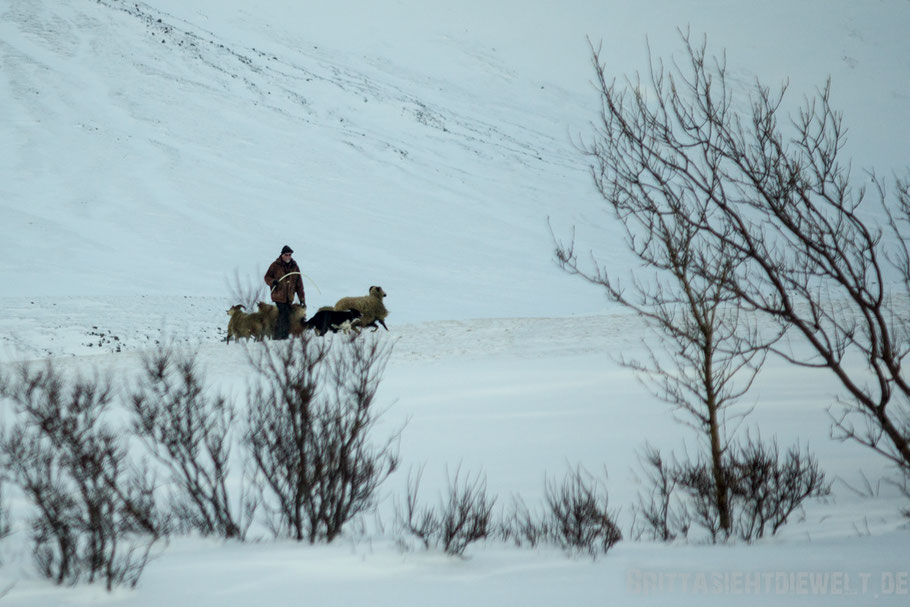 Iceland,winter,snaefellsnes,snow,sheep,dog,man
