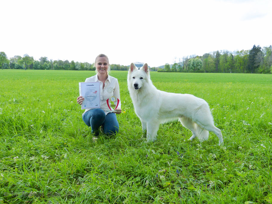 Bild:Weißer Schäferhund Deckrüde Merlin Aragon vom weissen Wächter