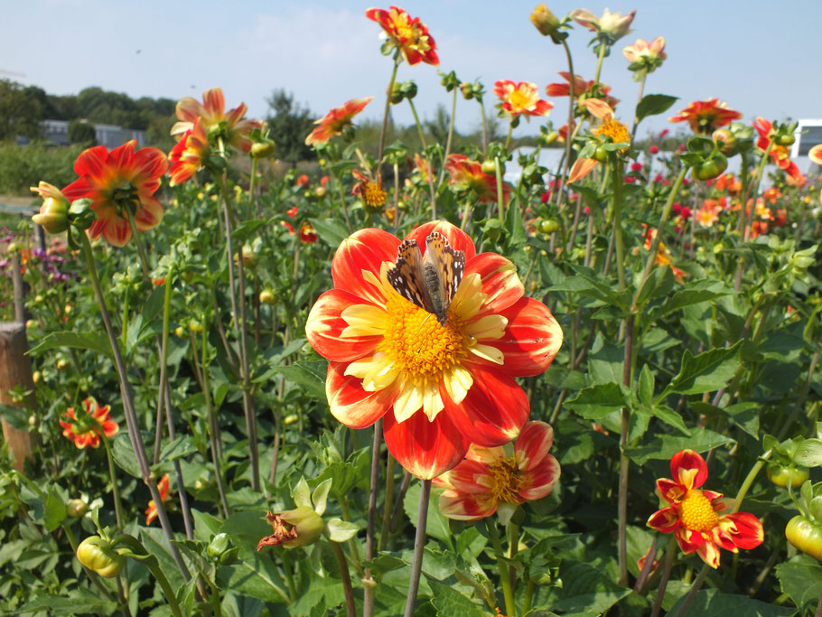 Dahlien im NutzpflanzenGarten Bonn für alle