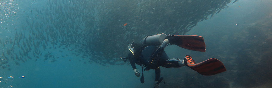 Sardinenschwärme in Moalboal