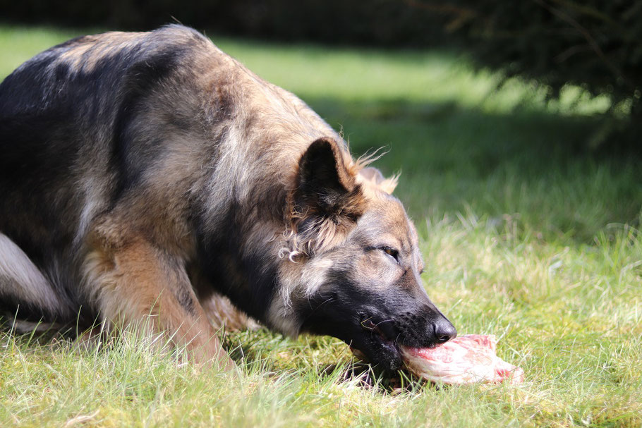 Berger d'Allemagne de l'Est BARF viande crue