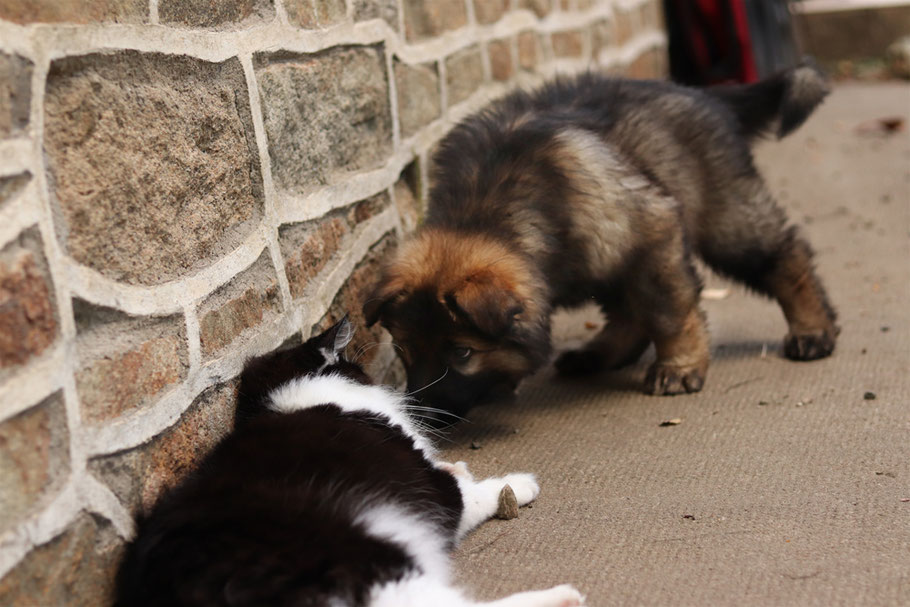 Ezra qui vient à la rencontre de notre chat Halëndel, le doyen de la meute