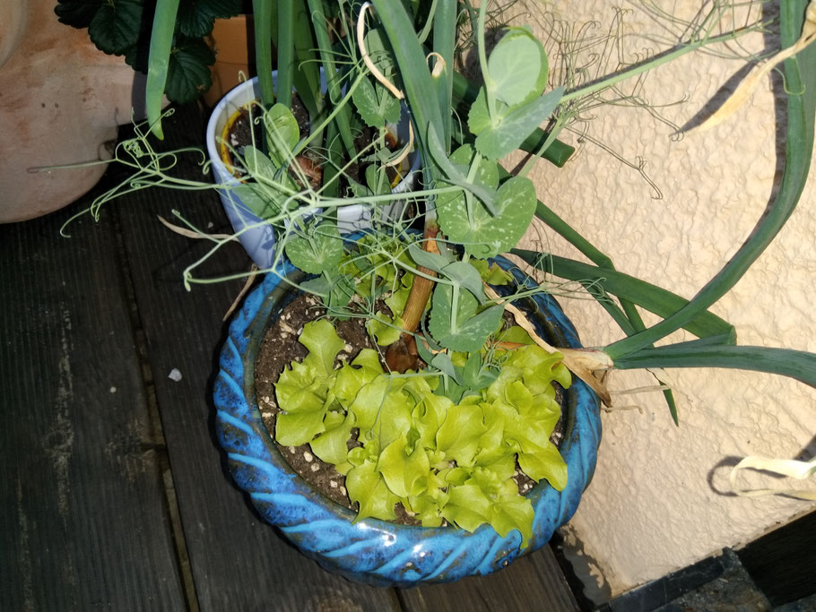 Salat selber anbauen? Ohne Garten? Aber klar - Plastik sparen