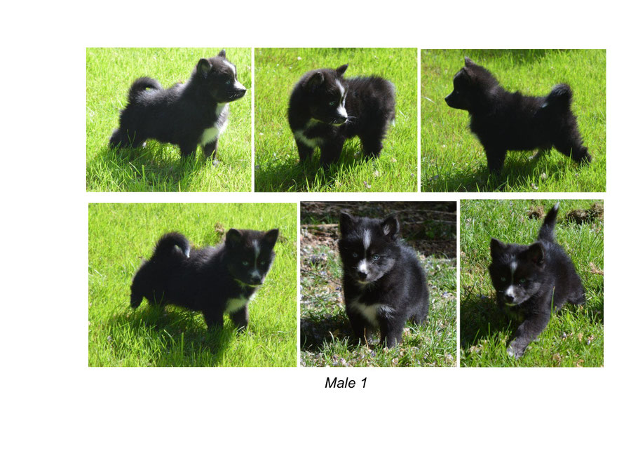 Male 1 :  DISPONIBLE 