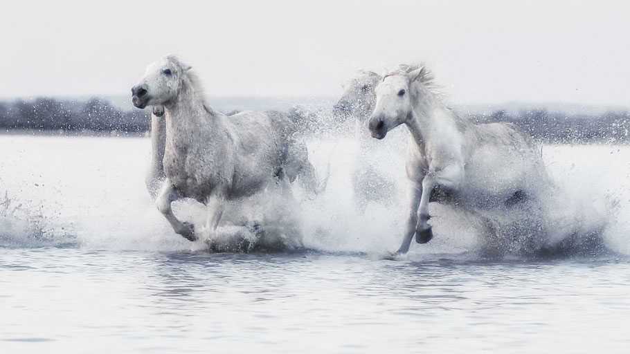 Camargue 1