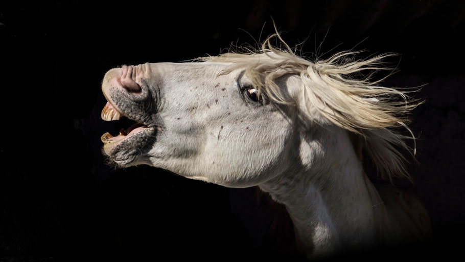 Camargue 16