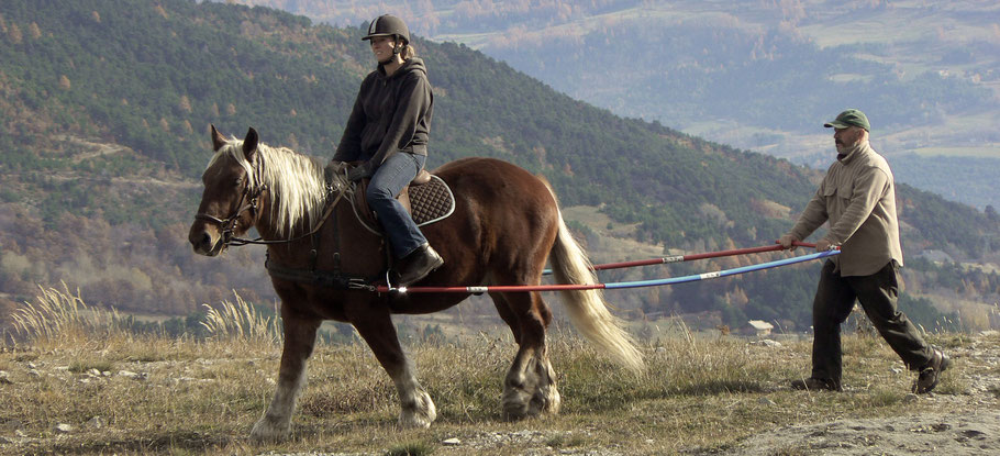 éducation, âne, chevaux de trait