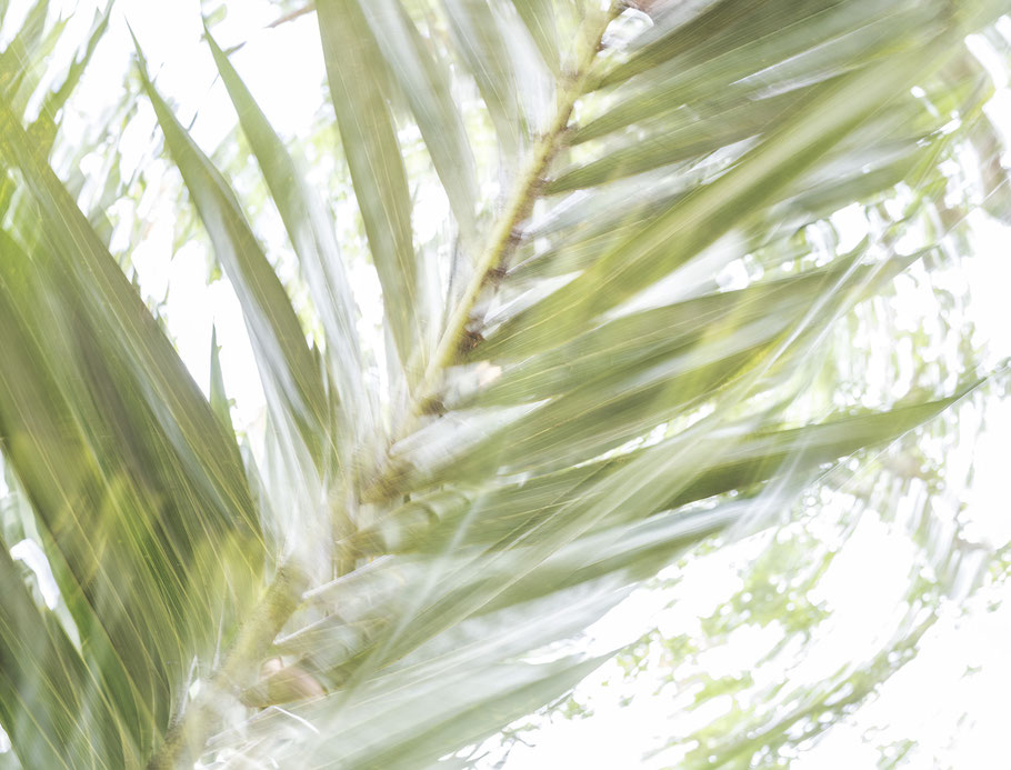 Botanic Garden Pampelmousses auf Mauritius Palmen als Farbphoto