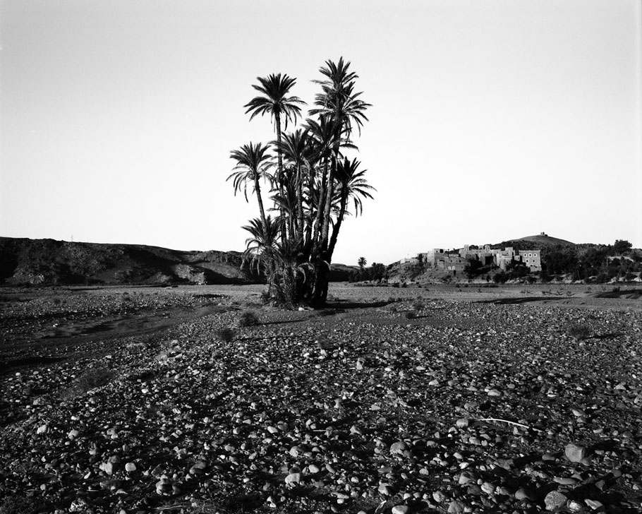Palmen in einem ausgetrockneten Flussbett in der Nähe von Skoura in Marokko als Schwarzweißphoto 