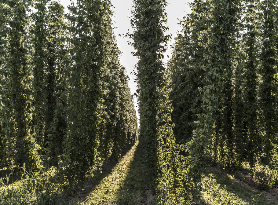 Hopfen bei Wolnzach in der Hallertau – Bayern, Deutschland – als Farbphoto