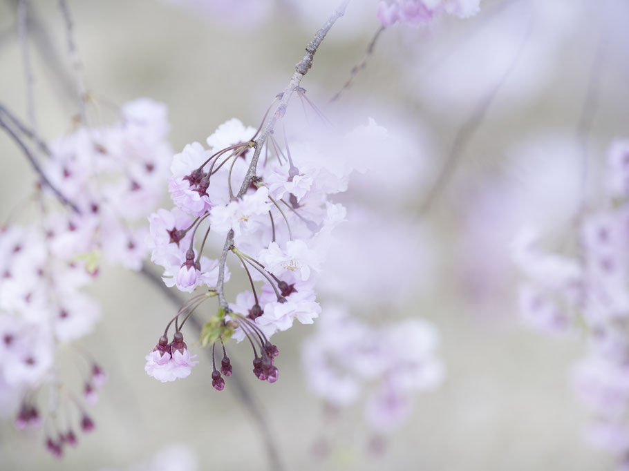 O-Hanami und Kirschblüten Japan, als Farbphoto