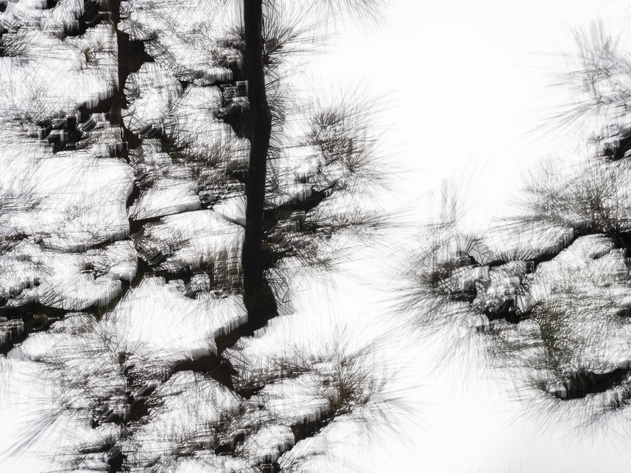 Bäume im Kokyo-Gaien Park, Tokyo, Japan als Farbphoto
