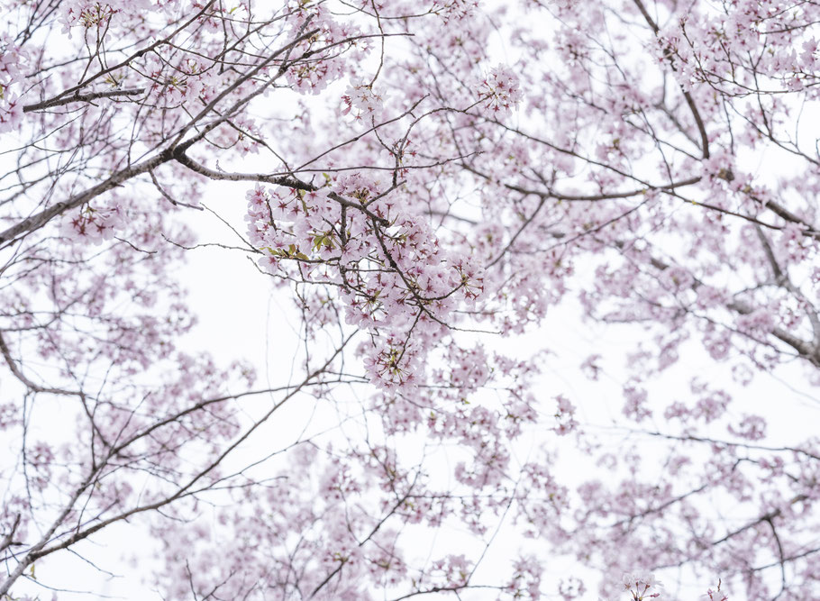 O-Hanami und Kirschblüten in Kanazawa, Japan, als Farbphoto