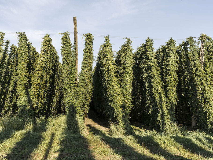 Hopfen bei Wolnzach in der Hallertau – Bayern, Deutschland – als Farbphoto