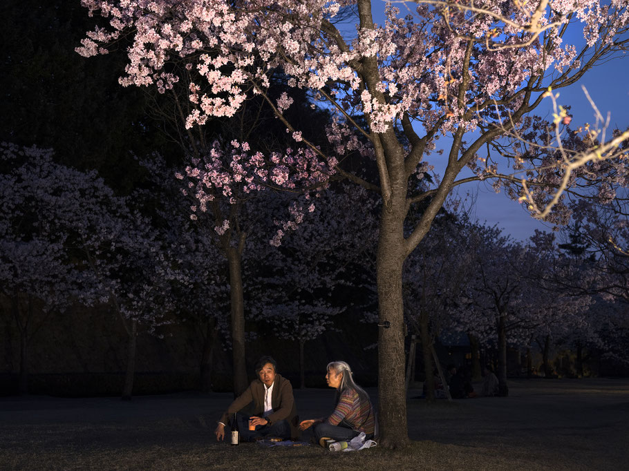 O-Hanami und Kirschblüten in Kanazawa, Japan, als Farbphoto