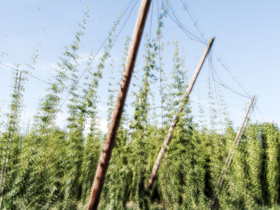 Hopfen bei Wolnzach in der Hallertau – Bayern, Deutschland – als Farbphoto