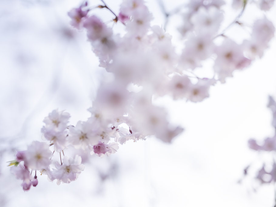 O-Hanami und Kirschblüten Japan, als Farbphoto