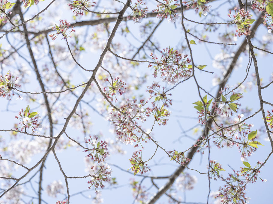 Kirschblüten in Kamakura, Japan, als Farbphoto