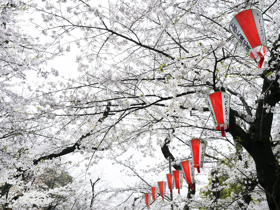 O-Hanami und Kirschblüten im Ueno Koen Park, Tokyo , als Farbphoto
