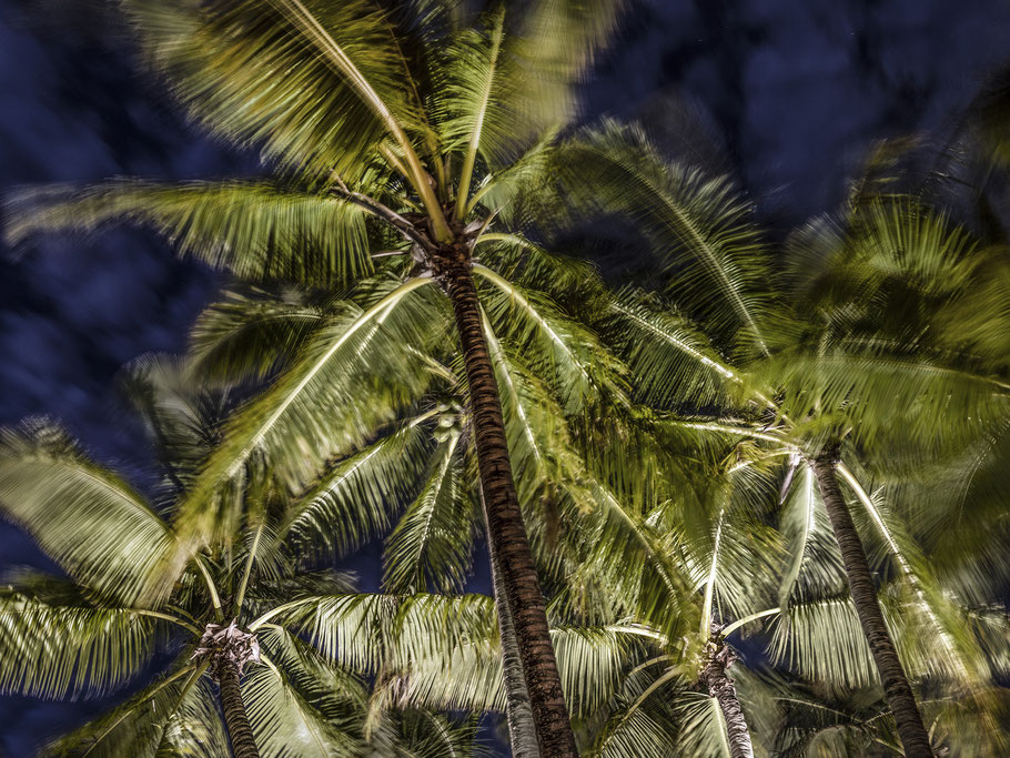  Mauritius Palmen als Farbphoto