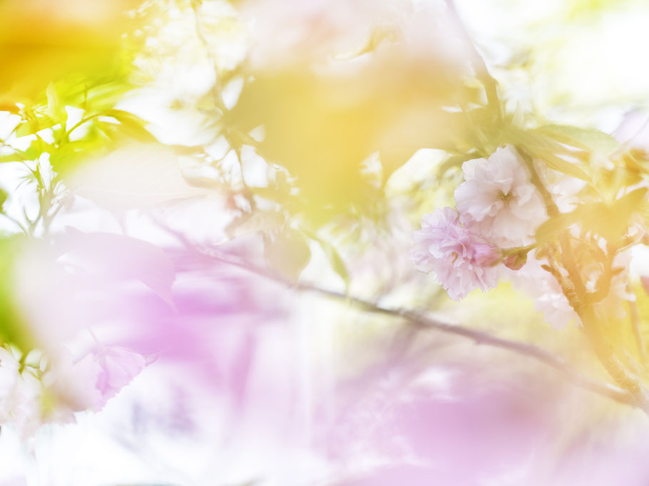 Kirschblüten in Kamakura, Japan, als Farbphoto