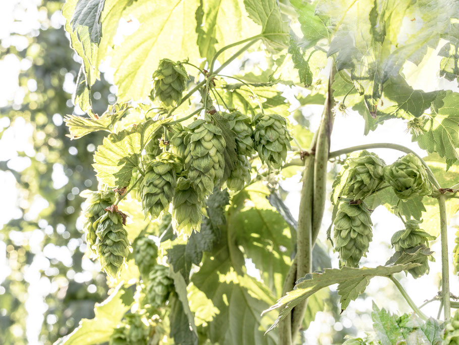 Hopfen bei Wolnzach in der Hallertau – Bayern, Deutschland – als Farbphoto