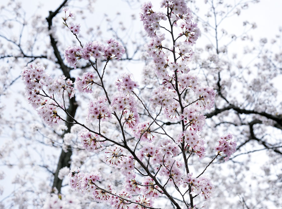 Kirschblüten in Kanazawa, Japan, als Farbphoto