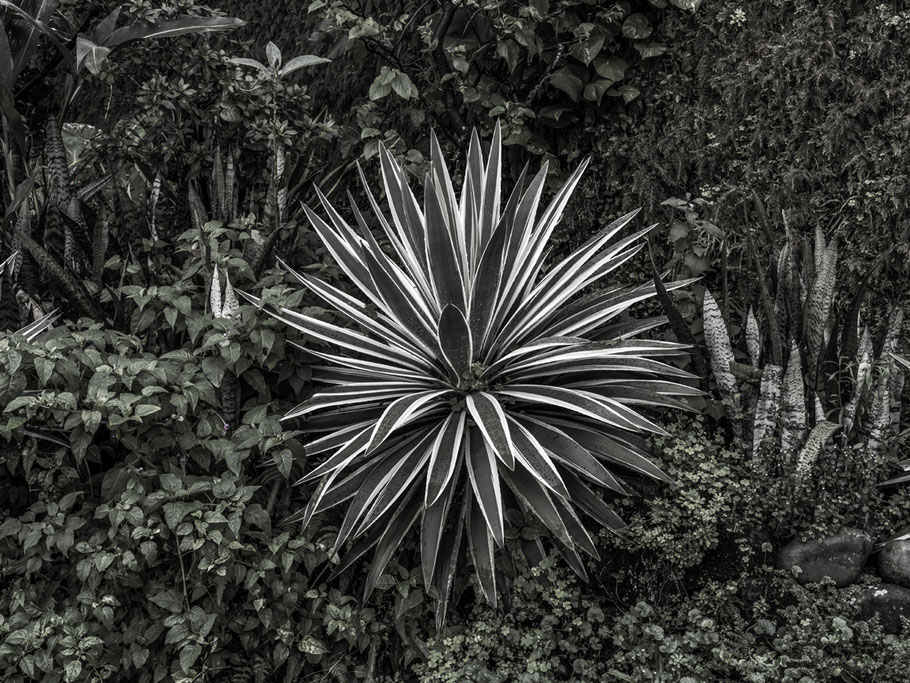 Naturaufnahme aus Jioufen, Taiwan, als Farbphoto