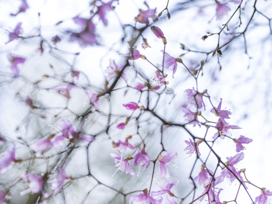 Kirschblüten in Kamakura, Japan, als Farbphoto