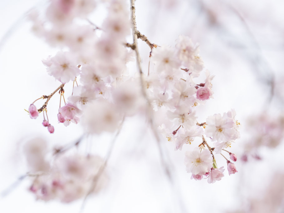 O-Hanami und Kirschblüten Japan, als Farbphoto