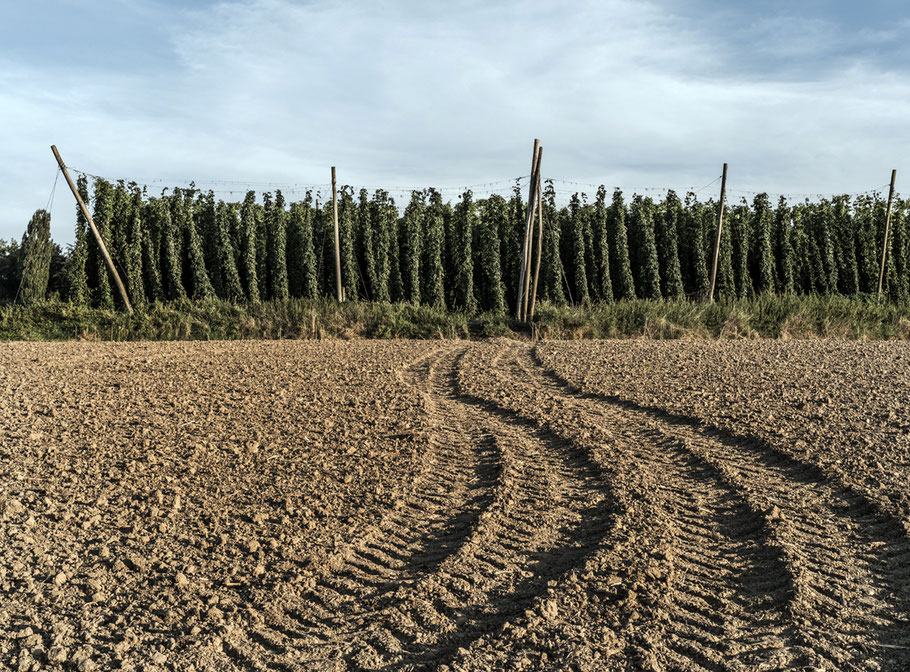 Hopfen bei Lohwinden in der Hallertau – Bayern, Deutschland –  als Farbphoto