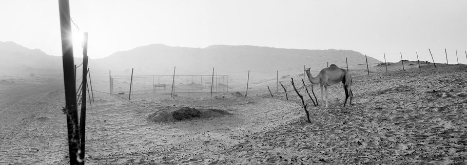 Panoramaaufnahme von Kamelen in den Dünen der Wüste Hatta Dune bei Dubai als Schwarzweißfoto