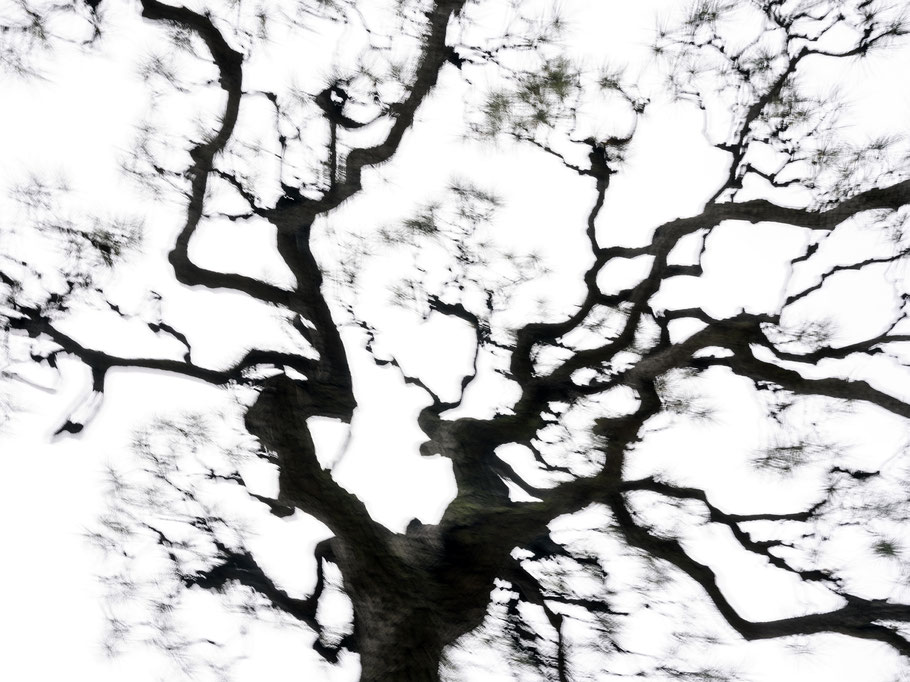 Hamarikyu-Teien in Tokyo, Japan als Farbphoto
