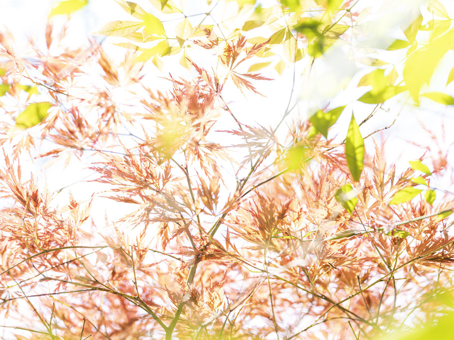 Kamakura botanic vibes als Farbphoto