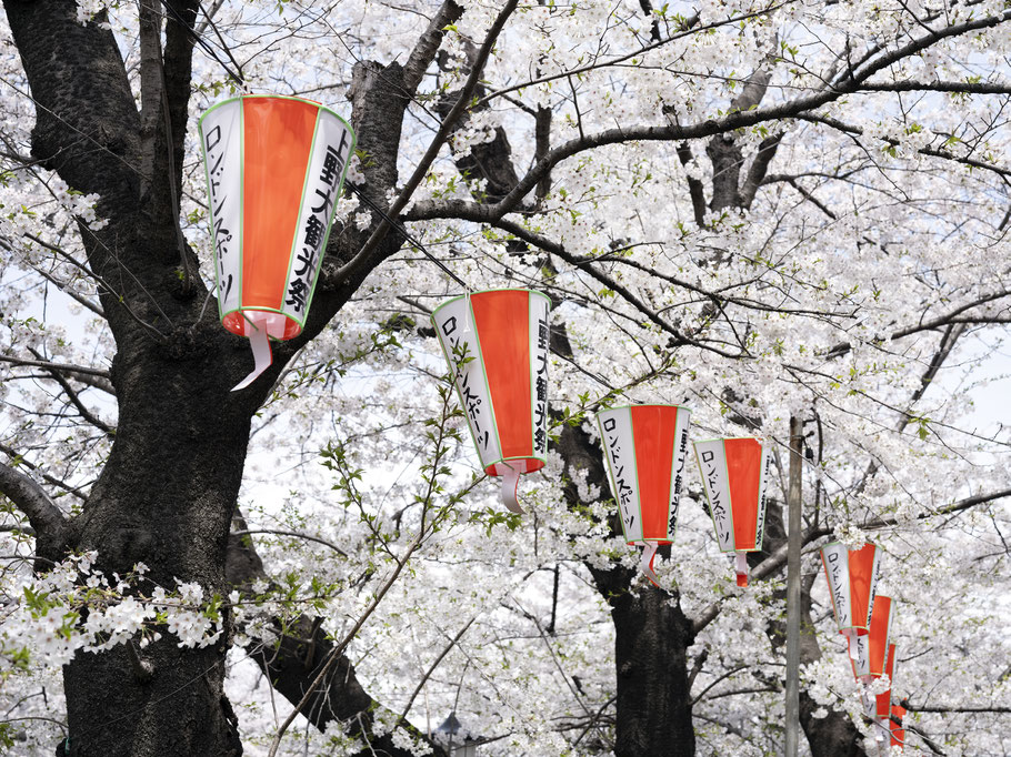 O-Hanami und Kirschblüten im Ueno Koen Park, Tokyo , als Farbphoto
