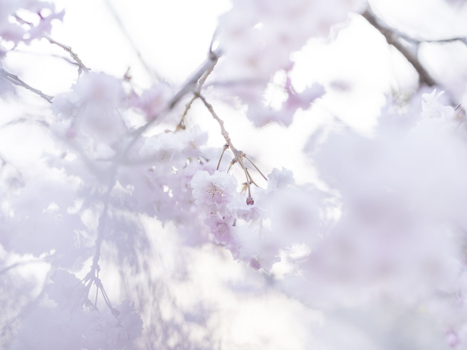 O-Hanami und Kirschblüten Japan, als Farbphoto