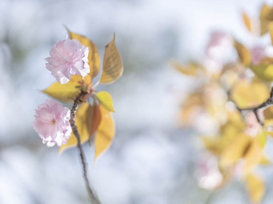 Kirschblüten in Kamakura, Japan, als Farbphoto