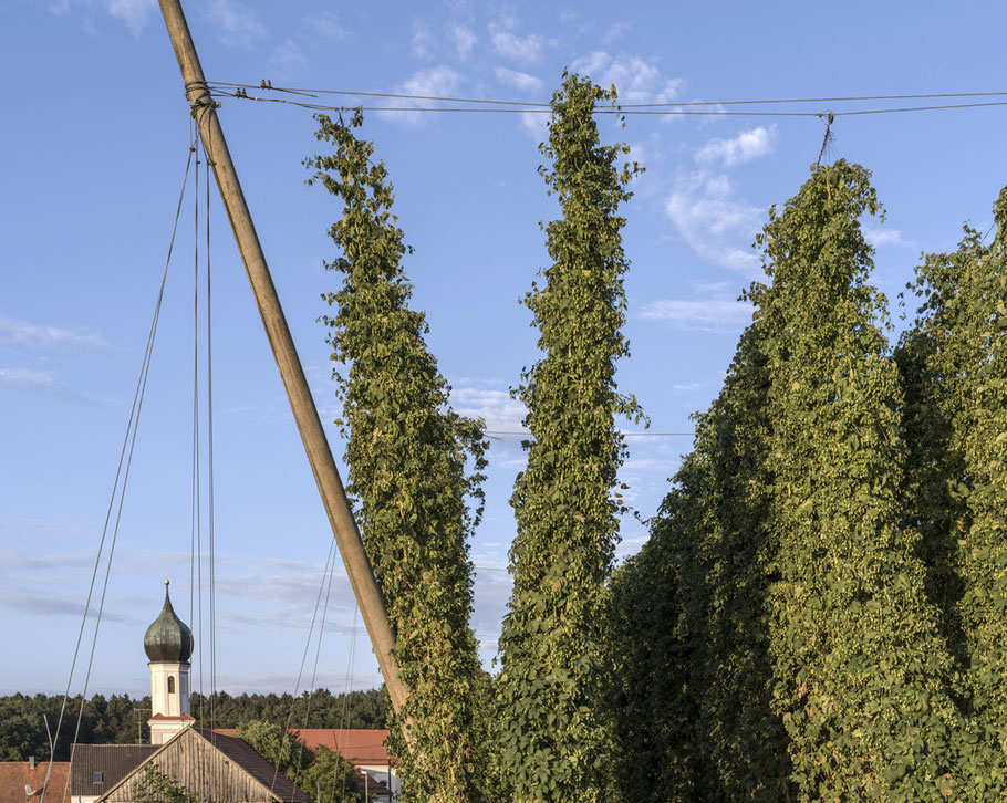 Hopfen und Wallfahrtskirche Mariä Geburt bei Lohwinden in der Hallertau – Bayern, Deutschland –  als Farbphoto