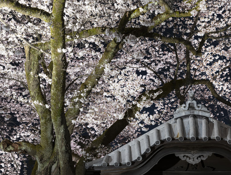 O-Hanami und Kirschblüten in Kanazawa, Japan, als Farbphoto