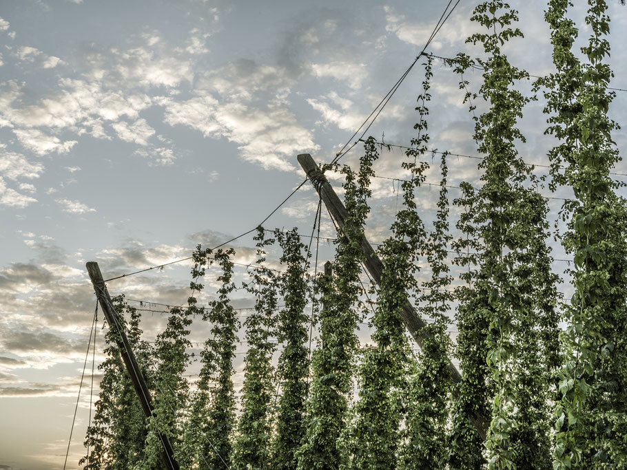 Hopfen bei Lohwinden in der Hallertau – Bayern, Deutschland –  als Farbphoto