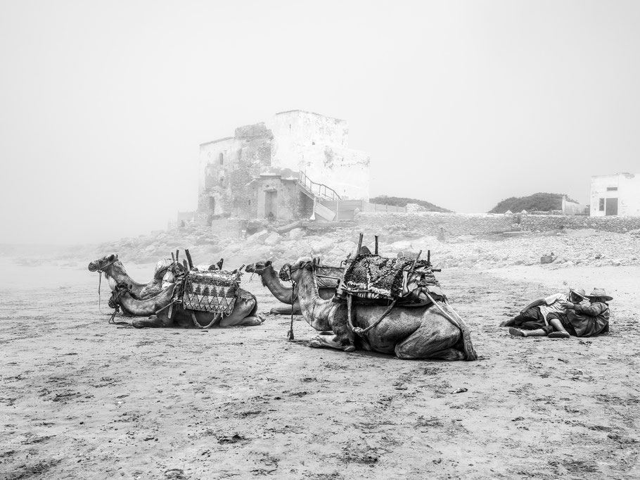 Kamele am Strand von Siri Kaouki in Marokko als Schwarzweißphoto