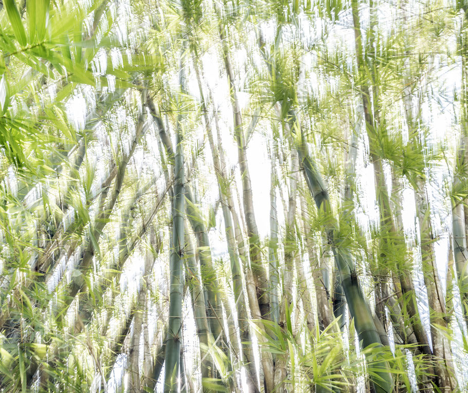 Botanic Garden Pampelmousses auf Mauritius Bambus als Farbphoto