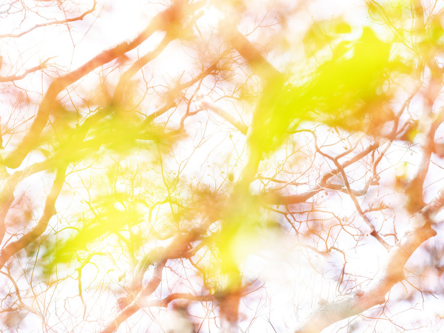 Kamakura botanic vibes als Farbphoto