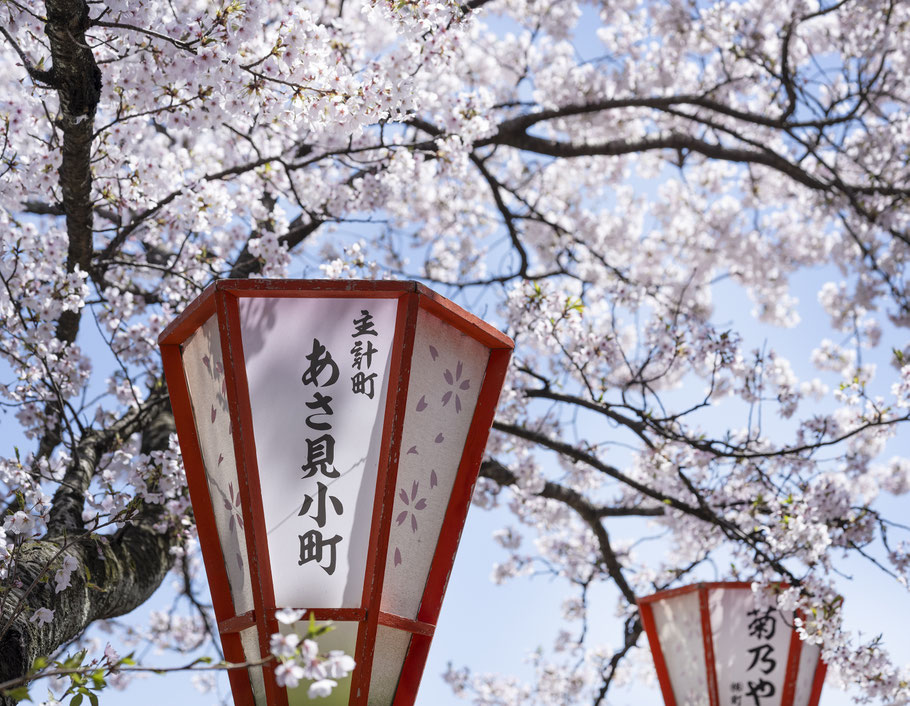O-Hanami und Kirschblüten in Kanazawa, Japan, als Farbphoto